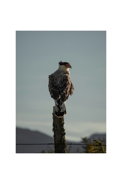 OEM Canvas Painting, 'Solitary Hawk on Tall Pole'