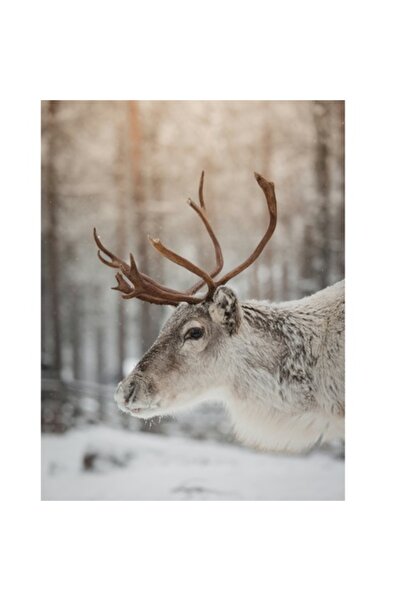 OEM Pictură pe pânză, „Cerb alb în pădurea de iarnă”, 100 x 100 cm
