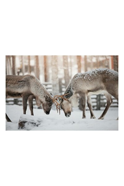 OEM Pictură pe pânză, „Reni în duelul iernii albe”, Zăpadă, Pădure, Iarnă, Lu...