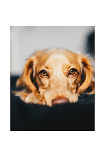 OEM Tablou Canvas, 'Visul bland al unui catel curios'