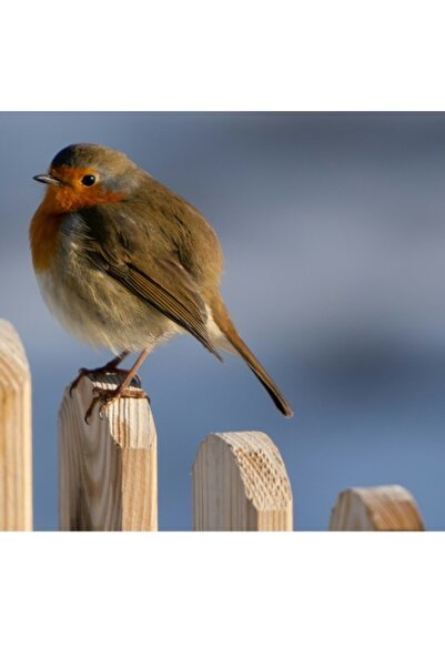 OEM Pictură pe pânză, „Micul cântăreț de pe gard”, Pasăre, Roșu, Maro, Gard, ...