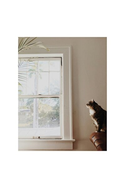 OEM Pictură pe pânză, „Pisică visătoare lângă fereastra luminoasă”, Pisică, Fereastră, Frunze, Canapea, Lumină, Relaxare, I