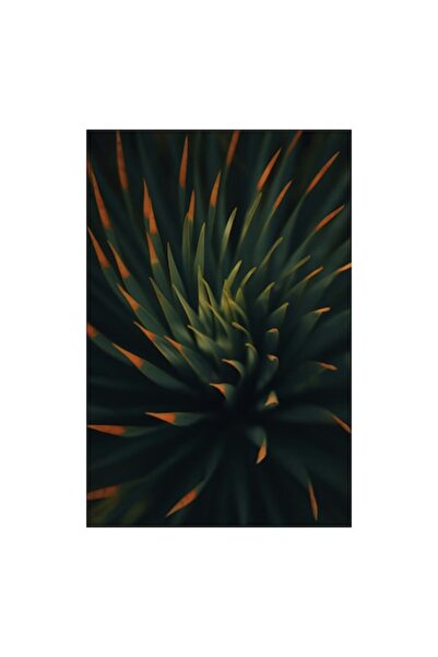 OEM Pictură pe pânză, „Frumusețea frunzelor spiralate de agave”, Frunze, Intunecat, Apus, Succulenta