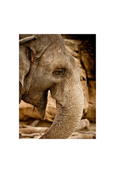 OEM Pictură pe pânză „Elefant în lumina apusului”, 100 x 100 cm