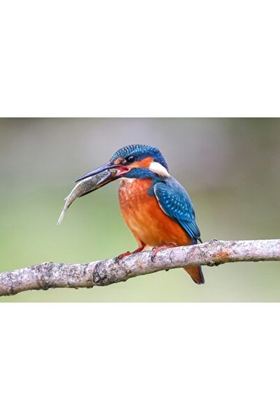 OEM Pictură pe pânză „Pescar cu pradă proaspăt prinsă”, Pescăruș, Colorat, Na...