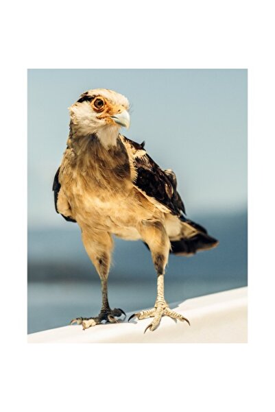 OEM Tablou Canvas, 'Privighetoarea cerului senin', Pasare, Pradator, Penaj, Cer, Privire, 26 x 39cm