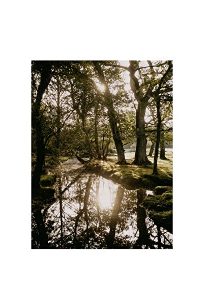 OEM Tablou Canvas, "Raul linistit prin padurea verde", Padure, Apa, Reflectie, Soare, Verdeata, Lumina,