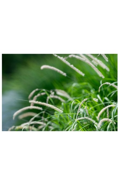 OEM Pictură pe pânză, „Dansul ierbii în briză”, Verde, Natură, Vânt, Blând, Frunziș, Pace, 90