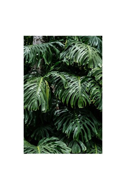 OEM Pictură pe pânză - „Frumusețea luxoasă a naturii tropicale”, Frunze verzi