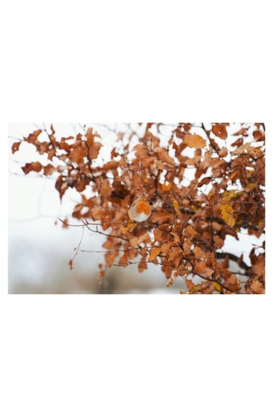 OEM Pictură pe pânză, „Mierle jucăuș printre frunze de cupru”, Natură de toam...