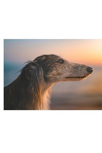 OEM Pictură pe pânză, „Câine contemplând apusul de soare pe plajă”