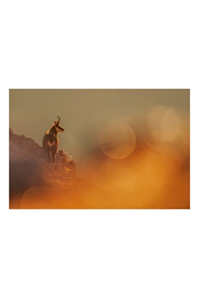 OEM Tablou Canvas, 'Capra neagra in lumina apusului'