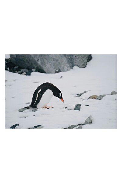 OEM Pictură pe pânză: Pinguin căutând pietre colorate sub zăpadă