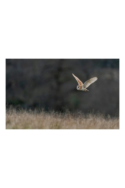 OEM Tablou Canvas, Bufnita in zbor deasupra campului, 50 x 50 cm