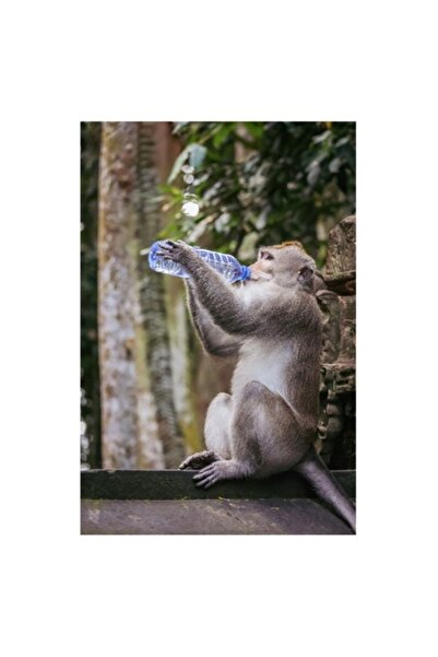 OEM Tablou Canvas, 'Maimuta insetata si apa vietii', Maimuta, Apa, Copaci, Fr...