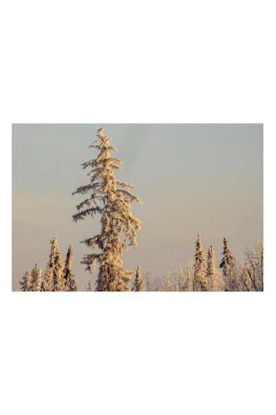 OEM Pictură pe pânză de iarnă - „Copac solitar într-o iarnă tăcută”