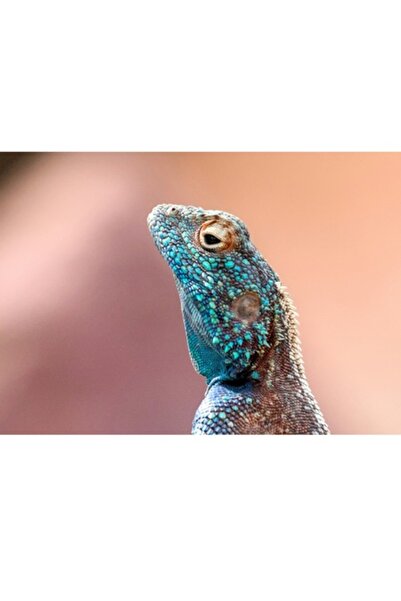 OEM Pictură pe pânză, „Vara în culorile unei șopârle”, Șopârlă albastră, text...