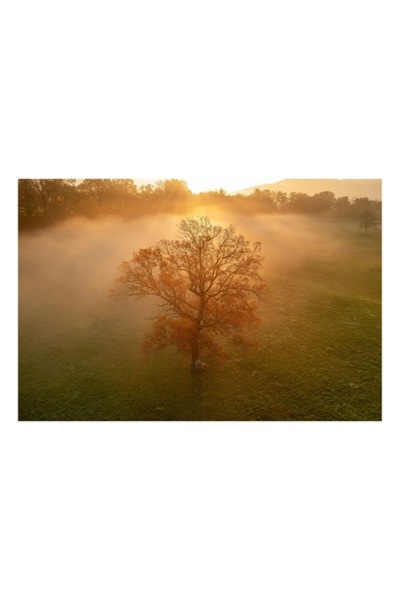 OEM Tablou Canvas, 'Mystica dimineata in roua aurie', 90 x 50cm