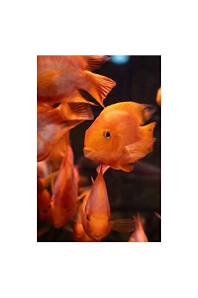 OEM Tablou Canvas, "Dansul peștilor portocalii în apă", 26 x 39 cm