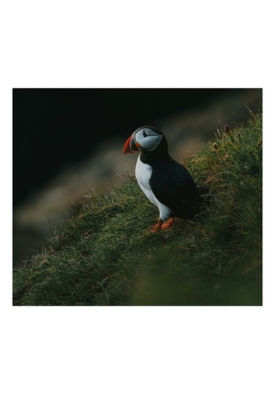 OEM Pictură pe pânză, „Oaspetele misterios de pe stâncă”, Puffin, Singurătate, Margine, Noapte, Frumusețe, Natură,