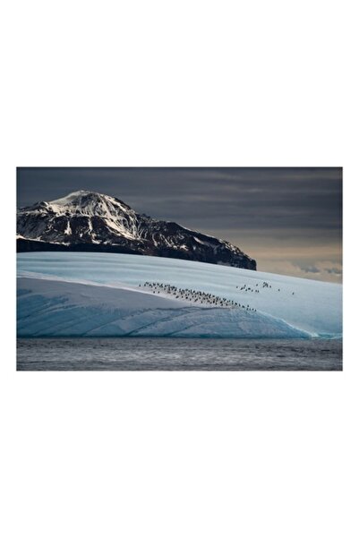 OEM Pictură pe pânză, „Pinguini pe ghețarul albastru”, peisaj arctic