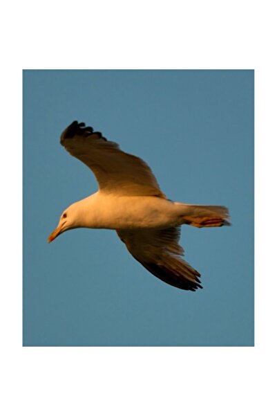 OEM Pictură pe pânză, „Pescăruș în zbor de dimineață”, Natură, 100 x 70cm