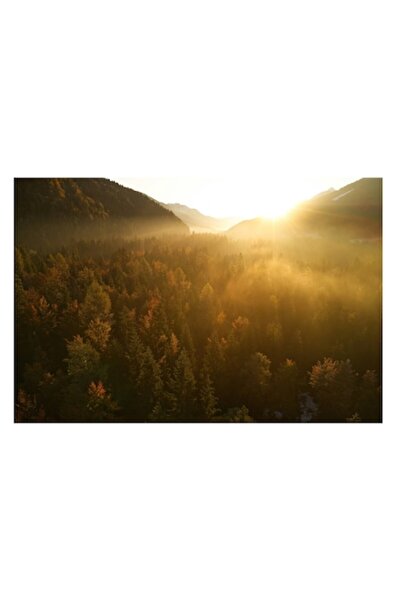 OEM Pictură pe pânză „Răsărit de soare peste pădurea aurie”, multicolor, 39 x...