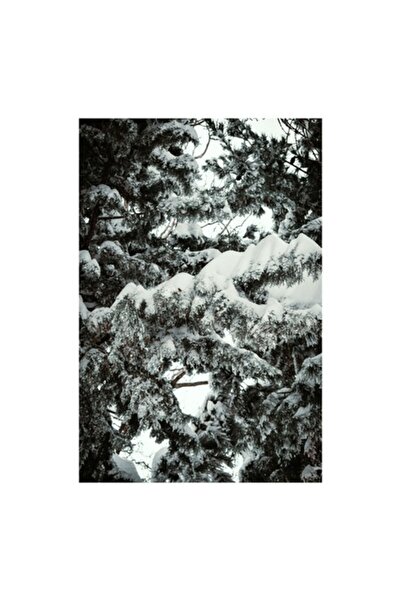 OEM Pictură pe pânză, „Zăpadă proaspătă pe ramuri înalte”, Natură de iarnă