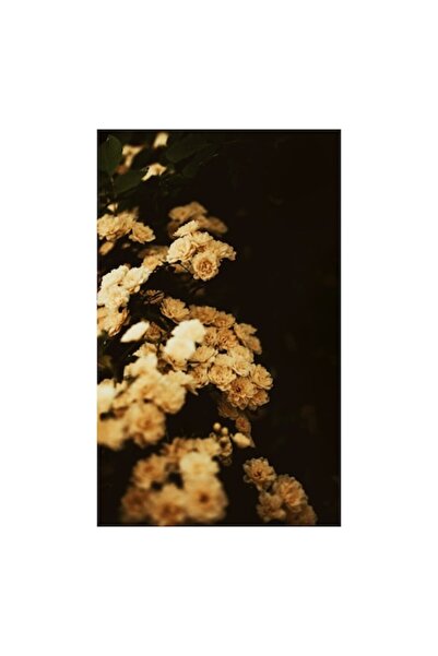 OEM Pictură pe pânză, „Flori delicate sub lumina apusului”, 50 x 70 cm