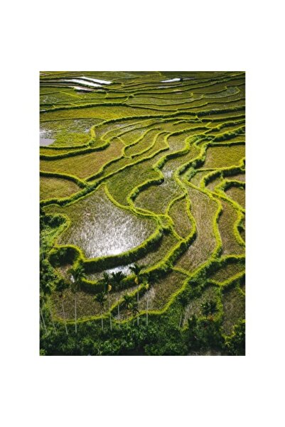 OEM Tablou Canvas, 'Terase verzi in peisaj rural linistit', 39 x 54 cm