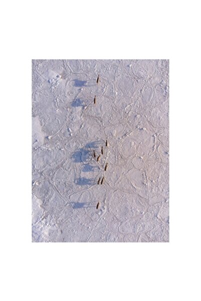 OEM Tablou Canvas, “Siluete în mișcare pe zăpadă albă“, 100 x 100cm