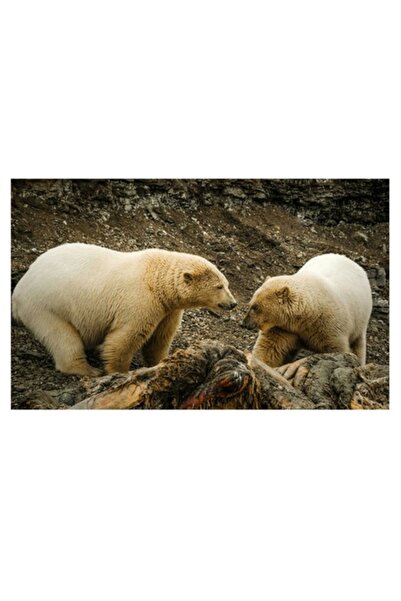 OEM Tablou Canvas, "Intalnirea ursilor polari pe stanci", Urs, Polari, Gheata...