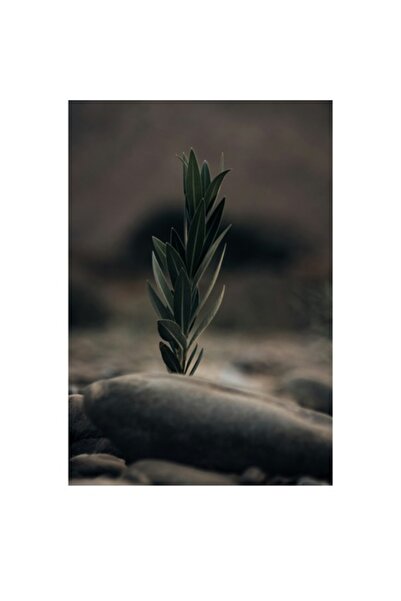 OEM Pictură pe pânză, „Puterea vieții într-un loc arid”, Frunză, Piatră, Tand...