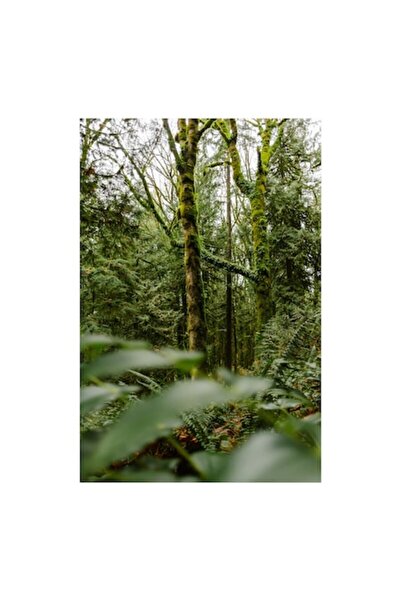 OEM Tablou Canvas, 'Padurea fermecata in verde smarald', 50 x 70 cm