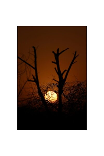 OEM Pictură pe pânză, „Apus de soare printre crengi uscate”, portocaliu, 39 x...