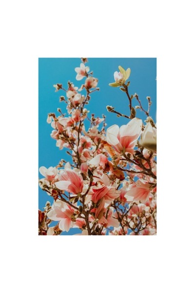 OEM Pictură pe pânză, „Magnolii înflorite sub cer albastru”
