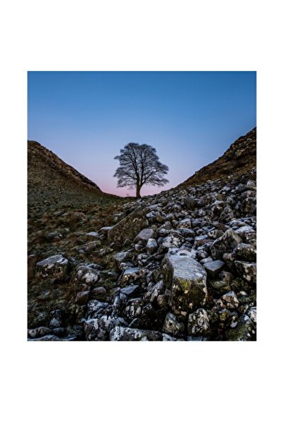 OEM Pictură pe pânză, „Copac singuratic printre stânci reci”, Peisaj natural,...