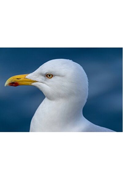 OEM Pictură pe pânză, „Pescăruș privind orizontul maritim”, Pasăre, Pescăruș,...