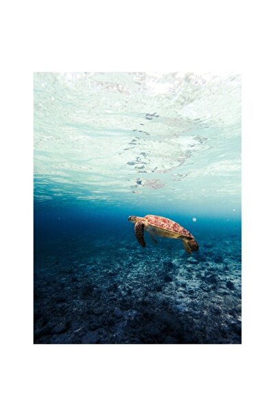 OEM Tablou pe pânză - „Țestoasă plutind sub cerul albastru”, 100 x 100 cm