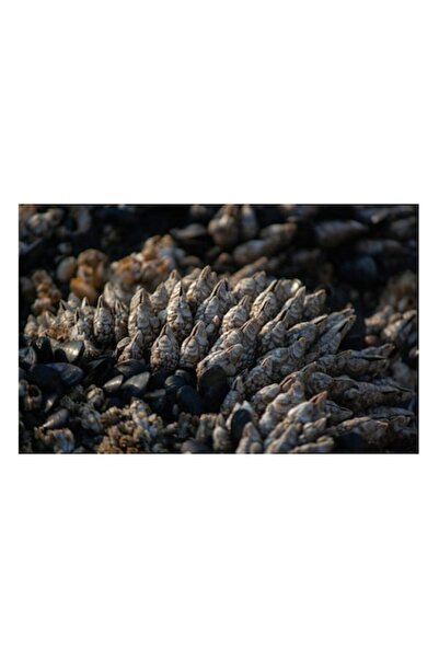 OEM Pictură pe pânză, „Grămadă misterioasă de scoici marine”