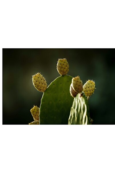 OEM Pictură pe pânză, „Fructul verde al deșertului însorit”, Cactus, Fructe, Lumină, Siluetă, Natură, T