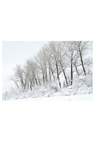OEM Tablou Canvas, 'Padurea inghetata sub cer gri', Alb, Rece, Zapada, Copaci...