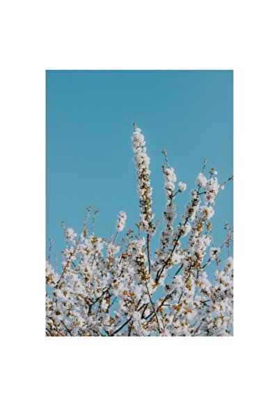 OEM Tablou Canvas, "Flori de primavara sub cer senin", 100 x 100cm