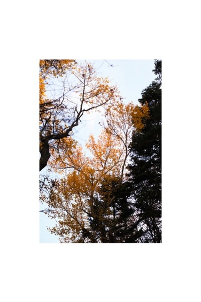 OEM Pictură pe pânză „Copaci aurii sub cerul albastru”, Frunze de toamnă, ram...