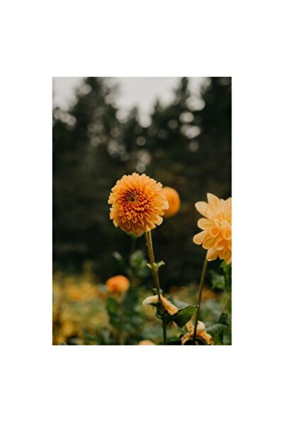 OEM Pictură pe pânză, „Flori galbene ale unei toamne liniștite”, 50 x 90 cm