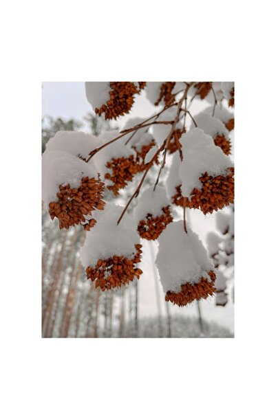 OEM Pictură pe pânză, „Flori de iarnă înfășurate în zăpadă”, Zăpadă, Contrast...