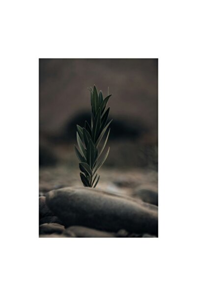 OEM Tablou Canvas, 'Taria vietii intr-un loc sterp', Frunza, Piatra, Tandrete...