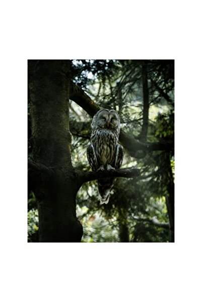 OEM Tablou Canvas, 'Bufnita in linistea padurii verzi'