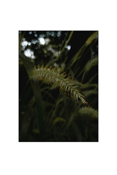 OEM Tablou Canvas, 'Impletitura naturii in penumbra aurie', Frunze, Trestie, Intuneric, Vibrare, Textura