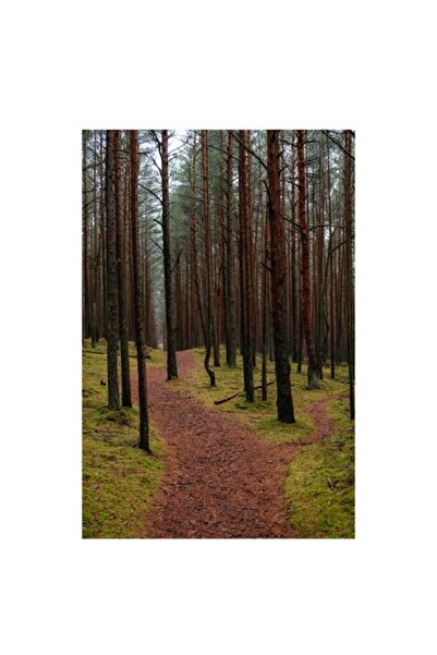 OEM Pictură pe pânză, „Calea misterioasă prin pădurea liniștită”, 100 x 150 cm